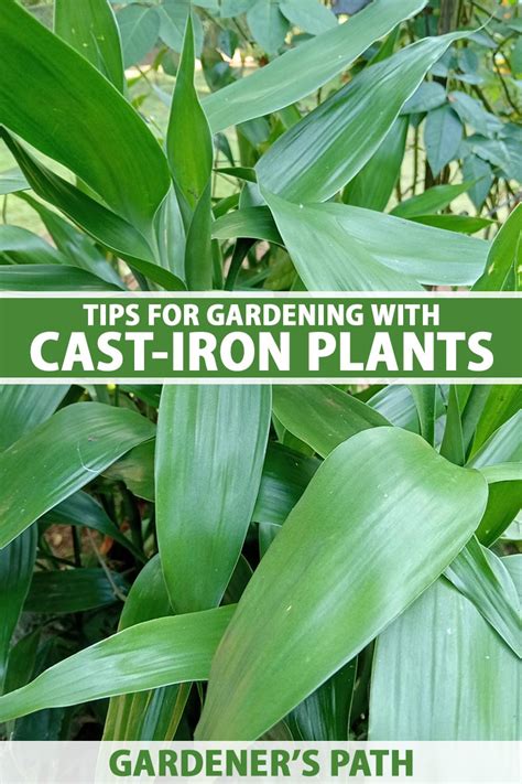 Tips For Growing Cast Iron Plants Aspidistra Outdoors