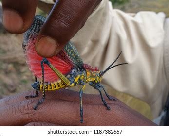 Rainbow Grasshopper Tsaranoro Valley Madagascar Africa Stock Photo 1187382667 | Shutterstock