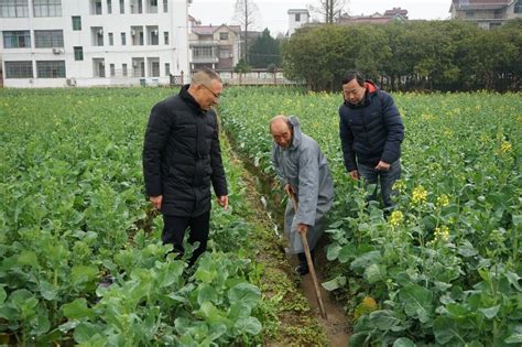 衢州开化：农业专家指导油菜防寒工作