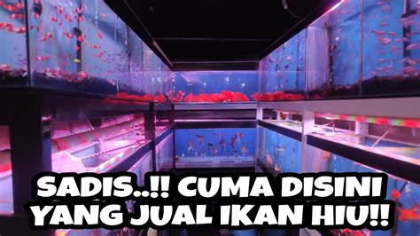 Pasar Ikan Hias Sumenep Jakarta Salah Satu Tempat Terbesar Menjual