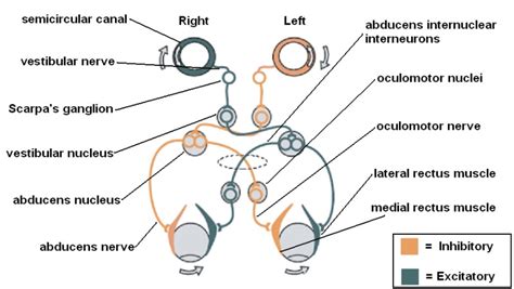 Figure Vestibulo Ocularreflex Courtesy Https Commons Wikimedia Org