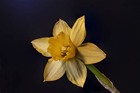 Daffodil Flower Yellow Free Photo On Pixabay Pixabay