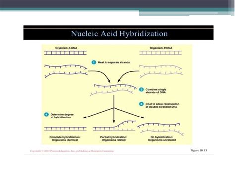 Nucleic acid hybridization