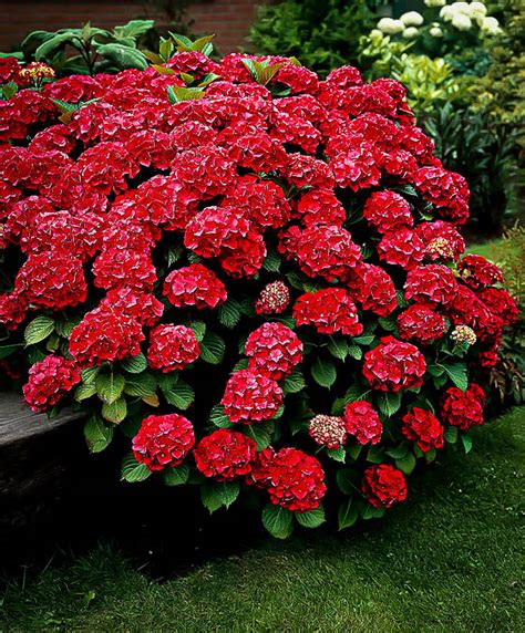 Red Sensation Hydrangeas For Sale Online | The Tree Center™