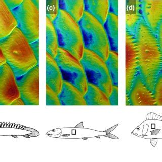 Common fish scale types. Dimensions given below are image length and ...