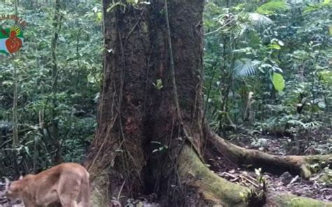 V Deo On A Parda Filmada Em Mata Na Costa Verde Do Rio Rio De