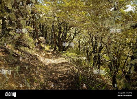 Nelson Lakes National Park Located In The South Island Of New Zealand