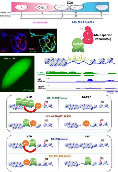 About 1 — The Larschan Lab