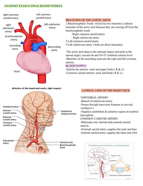 Anatomy Test 3 ANATOMY EXAM 3 FINAL BLOOD VESSELS BRANCHES OF THE