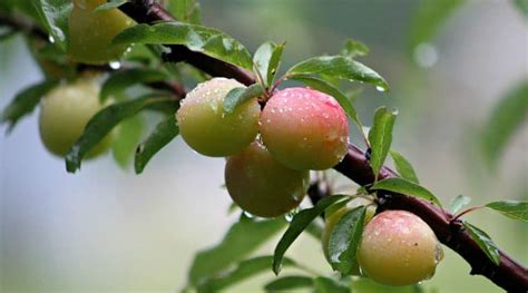 Ornamental Plum Trees Everything You Need To Know Craftsmumship