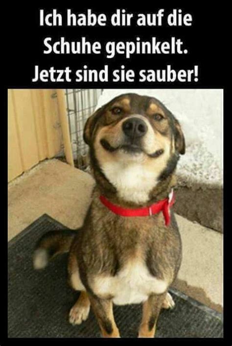 Funny Dog Memes, Silly Jokes, 9gag Funny, Cat Memes, Funny Dogs, Cute