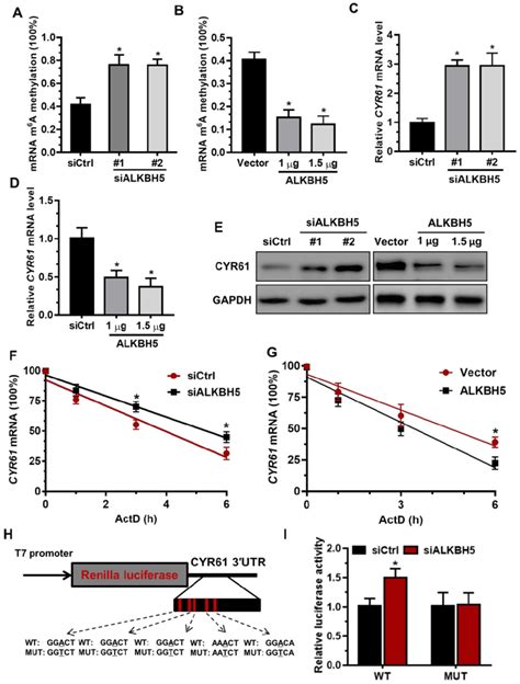 The M A Mark Is Critical For Cyr Expression And Stability In