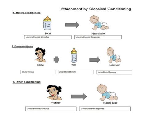 Attachment Flashcards Quizlet