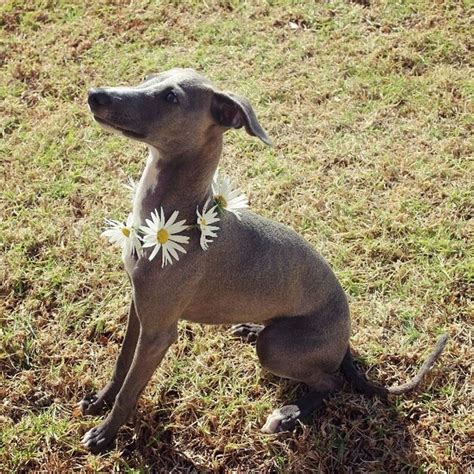 Italian Greyhound Puppies: Learn the Charms and Challenges of This ...