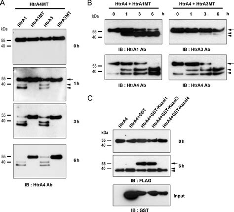 Functional Antagonism Between High Temperature Requirement Protein A