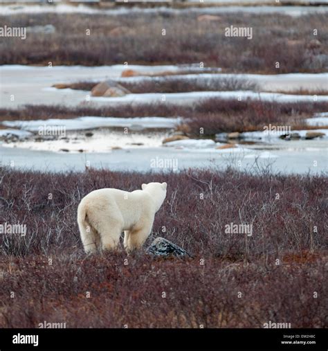 A Polar Bear Ursus Maritimus Stands In The Frozen Grass Churchill