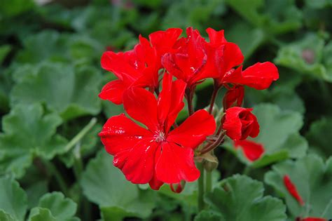 Tango Deep Red Geranium Pelargonium Tango Deep Red In Denver