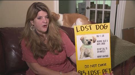 Scammers Targeting Pet Owners With Missing Animals