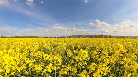 Der Raps Bl Ht Bl Hende Rapsfelder Im Hohenloher Land Neuenstein