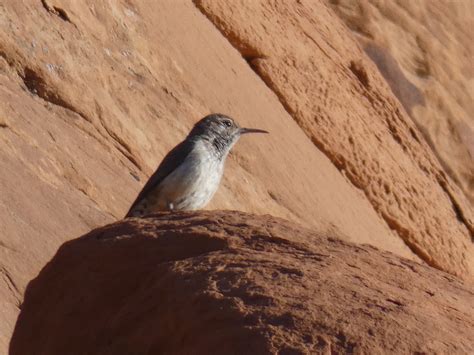 Geotripper S California Birds Rock Wren In The Devil S Garden At