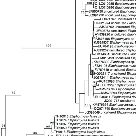 Best Maximum Likelihood Phylogram Of An Analysis Of Its Sequences In