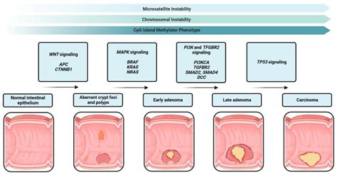 Cells Free Full Text The Cytokine Network In Colorectal Cancer