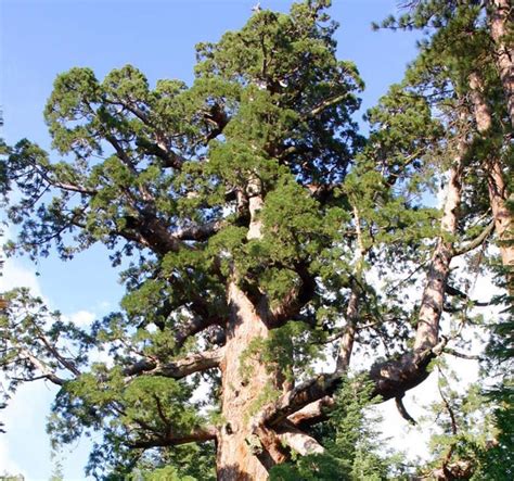 Sequoia Gigantea Giant Sequoia Dr Seuss Tree Tree Seeds Over 300