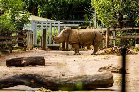 Premium Photo | Rhinoceros in its habitat in a zoo