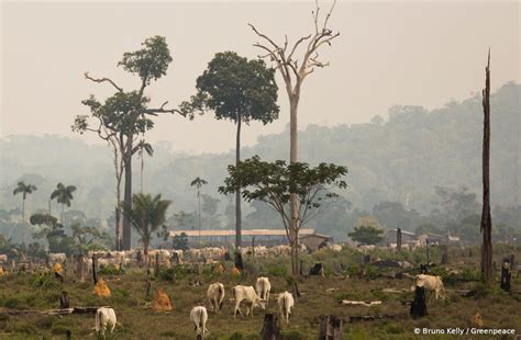 Amazônia perdeu cerca de 44 milhões de hectares para agropecuária em 35