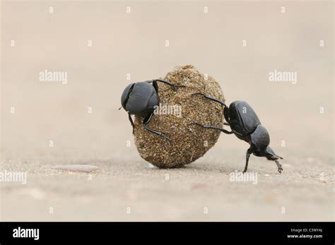 Beetle dung behavior hi-res stock photography and images - Alamy