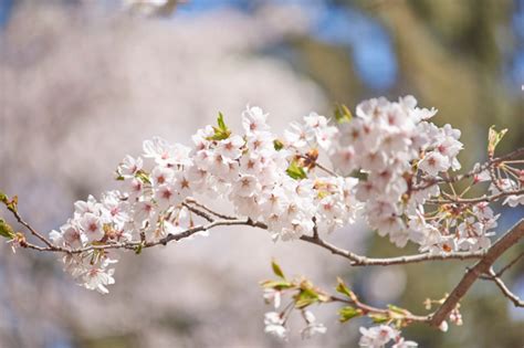 Spots To See Cherry Blossoms In Ontario This Spring Village Life