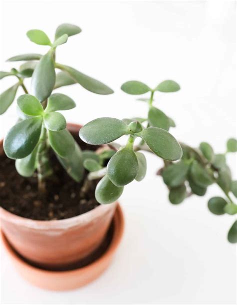 types  jade plants  pictures paisley plants