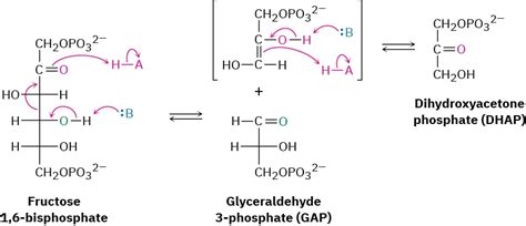 29 6 Catabolism Of Carbohydrates Glycolysis Chemistry Libretexts