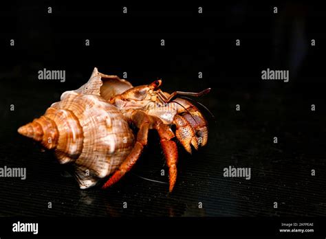 Land Hermit Crab On Black Background Stock Photo Alamy