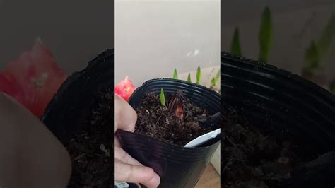 How To Propagate Amaryllis Bulbs Youtube