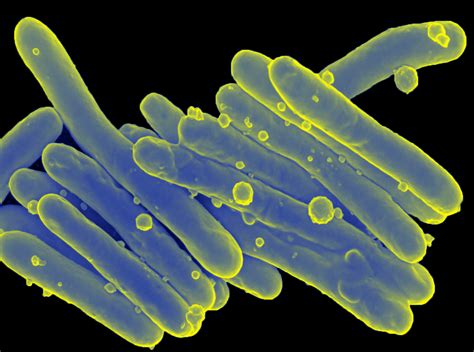 Mycobacterium Leprae Bacteria