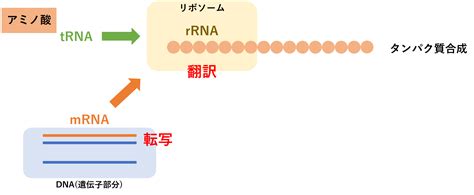 U Are Biomedicalist基礎知識