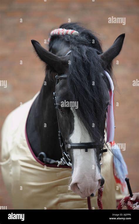 Equidae shire horse hi-res stock photography and images - Alamy