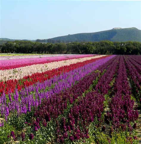 Lompoc Ca Flower Fields | Best Flower Site