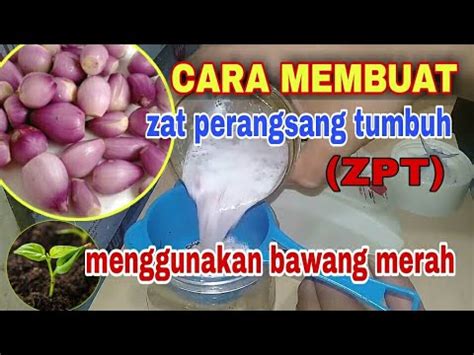 Cara Membuat Zat Perangsang Tumbuh Zpt Dari Bawang Merah Youtube