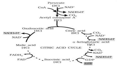 Mitochondria (introduction function & Structure) | PPT