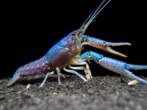 Electric Blue Crayfish - Aquatic Arts on sale today for $ 14.99