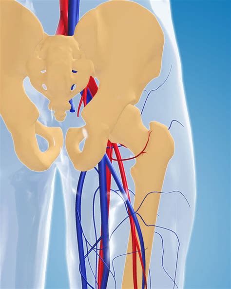 Animation Anatomie H Fte Medicalgraphics