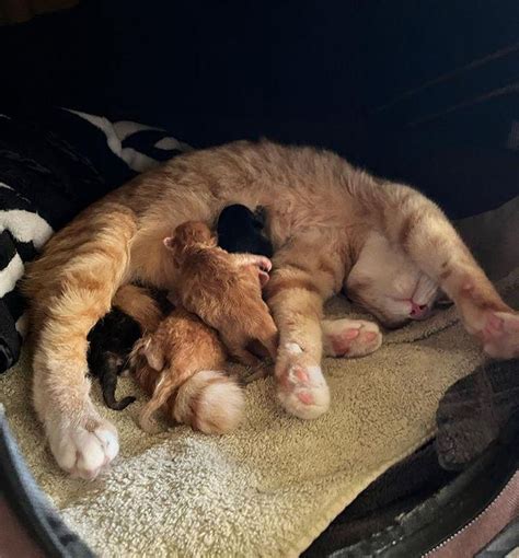 Cat Found Outside So Glad To Be Taken Into Comfy Home So Her Kittens