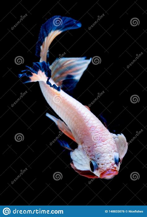 Luta Dos Peixes De Betta No Aqu rio Foto de Stock Imagem de potência