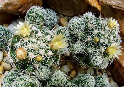 Cómo Cultivar Dedal Mammillaria Gracilis Y Hacerlo Florecer