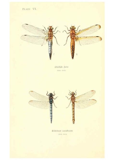 Reproducci N Reproduction British Dragonflies Odonata