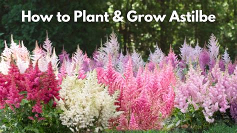 How To Plant And Grow Astilbe Youtube