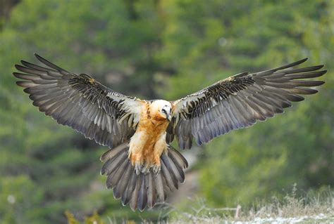 bearded vulture impressive wingspan huge tail feathers | Flickr