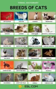cat breeds az english vocabulary ipa pronunciation guide esl